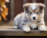 Mini Pomskydoodle Puppies For Sale Florida Fur Babies